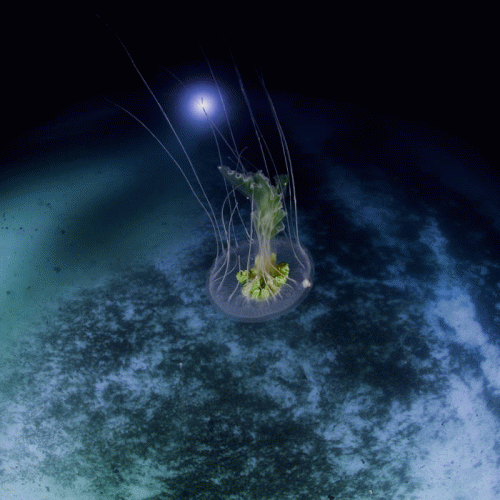 Nahadoth : Treefish (from Ecco - Songs of Time)